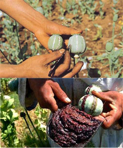 罂粟果实不断膨大,这青绿色的,未成熟的果实便是制取鸦片的原料
