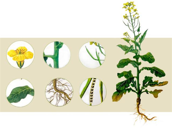 植物的六大器官 图片来源:《生物学》七年级上册