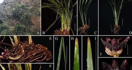 隆回蜘蛛抱蛋(Aspidistra longhuiensis G.W. Hu, Zhi Wang & Q.F. Wang ).jpg