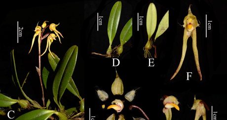 图1 锚齿卷瓣兰Bulbophyllum hamatum Q. Yan, X.W. Li & J.Q. Wu.png
