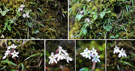 图1 卧龙无柱兰Ponerorchis wolongensis G.W. Hu, Yue H. Cheng & Q.F. Wang.png