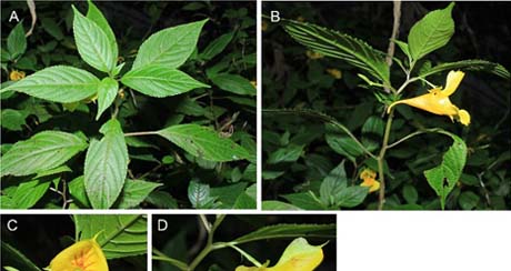 图3. 李恒凤仙花Impatiens lihengiana Y. Y. Cong & G. W. Hu.jpg