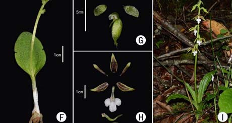 四川省的新记录兰科植物：软叶筒距兰（A~D）、戟形虾脊兰（E、H 、I）和兜蕊兰（F、G）.jpg