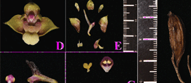 Polystachya danielana G.W. Hu, W.C. Huang & Q.F. Wang.png