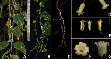 图版1：长花马？儿（Zehneria longiflora G. W. Hu & Q. F. Wang）.png