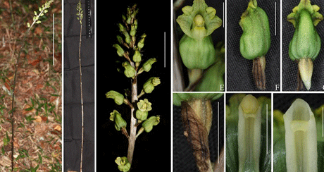 拟天麻（Gastrodia elatoides W.C. Huang, G.W. Hu & Q.F. Wang）.png