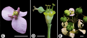 Euphorbia xia修大戟ngxiui N.Wei, Q.Yu, G.X.Chen & Q.F.Wang的形态特征.png