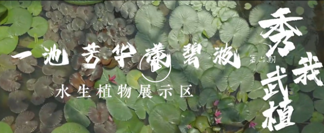 一池芳华漾碧波