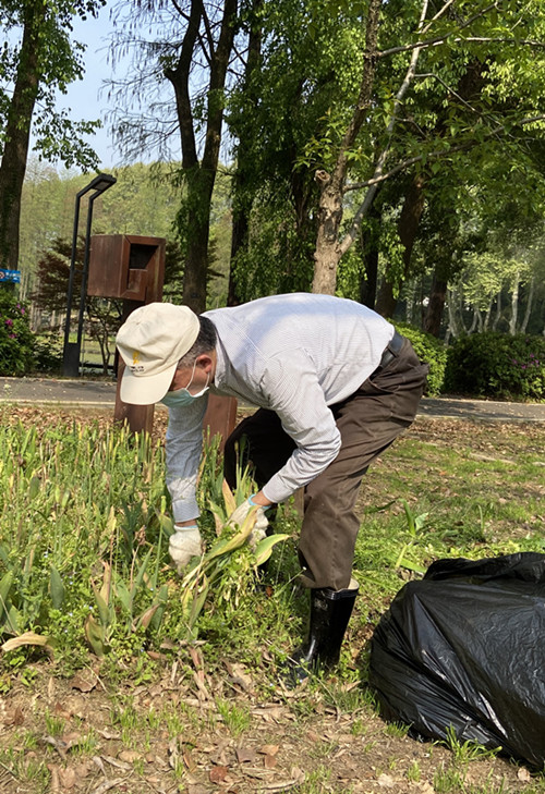 程中平进行郁金香种球清理_副本.jpg