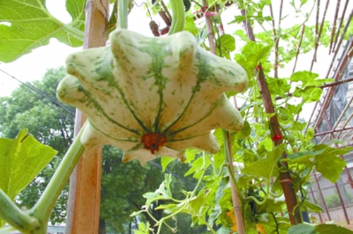 6月19日长江日报图文:18种太空瓜果亮相武汉植物园