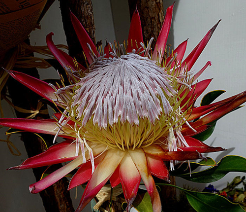 10月6日天天快报图文非洲帝王花开舞动江城