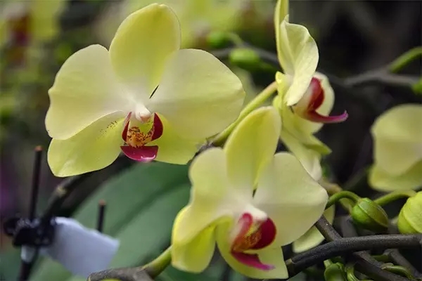 蝴蝶兰之"青苹果"