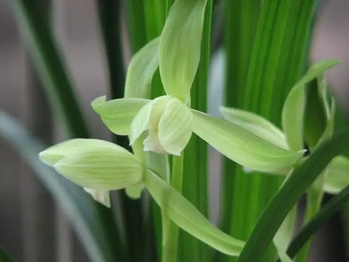 1月26日武汉去哪儿微信图文:万万没想到,你是这样的兰花