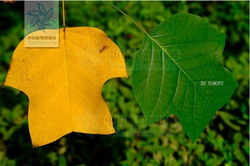 12月18日企鹅号:缤纷多彩的秋色叶树,你认识哪几个?