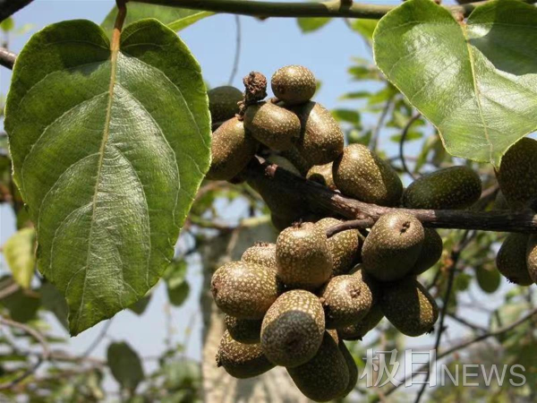 形如一串串葡萄的野生阔叶猕猴桃