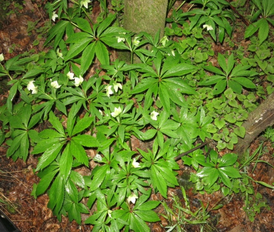 helleborus thibetanus franch.铁筷子